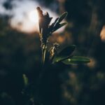 Finding Beauty in Slow Mornings Green leafed plant during daytime