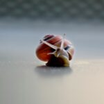 How Embracing Slow Living Changed My Creativity A close-up of a snail on a table